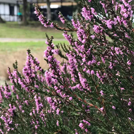 公寓 In Peaceful Surroundings 内克瑟