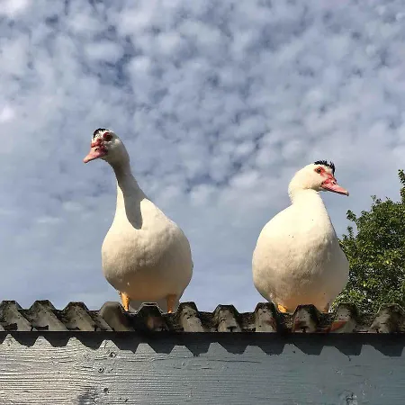 In Peaceful Surroundings *