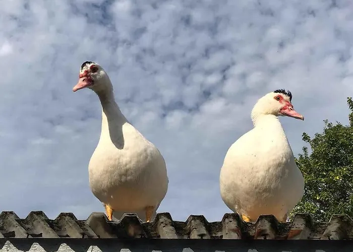 In Peaceful Surroundings *